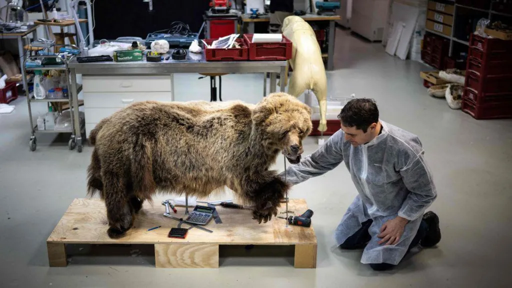 French hunter given suspended sentence for killing protected bear