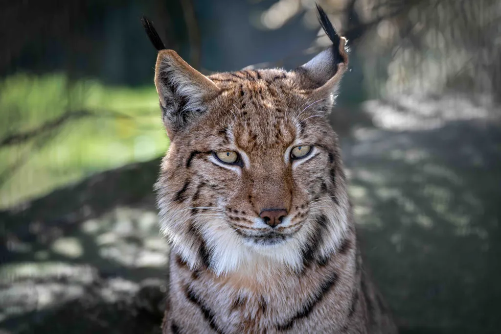 Lynx could be first UK zoo-born cat freed into the wild