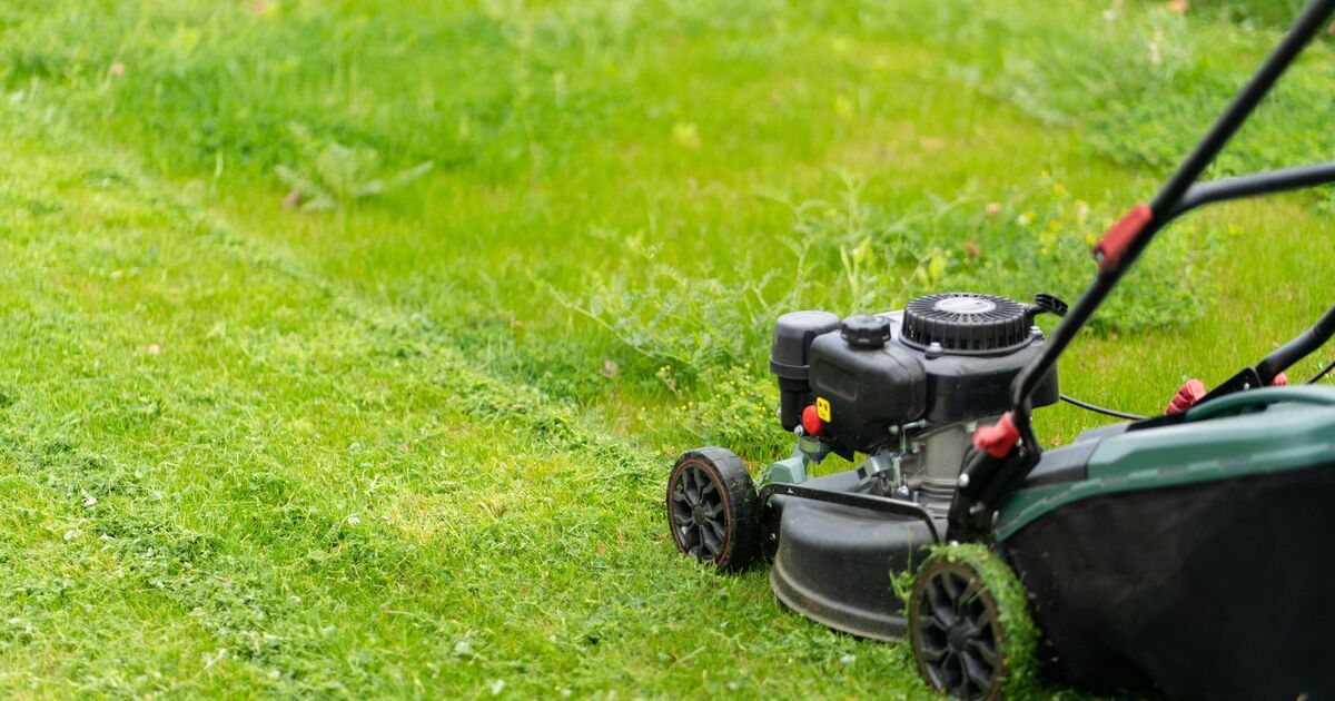 How to make your grass grow greener and faster using one kitchen staple