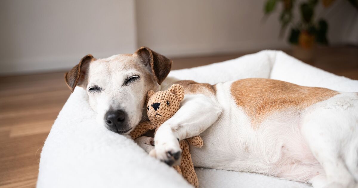 Your dog&#039;s favourite sleeping position reveals &#039;secrets&#039; about their personality