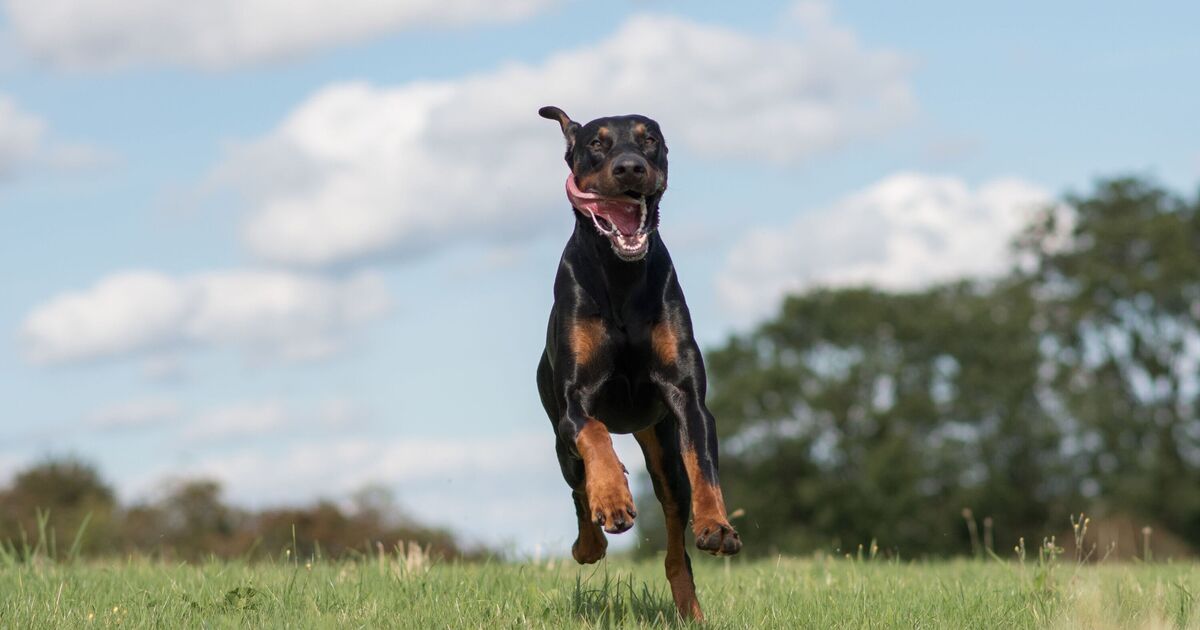10 dog breeds with a &#039;bad reputation&#039; many unfairly label as &#039;aggressive&#039;