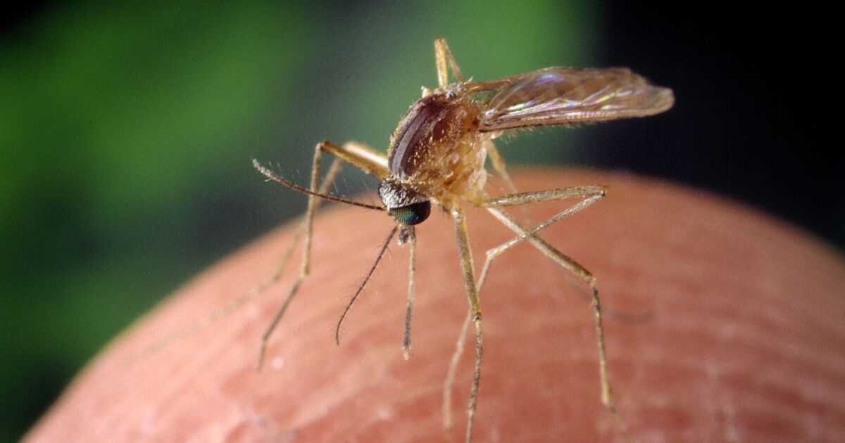 Mosquitoes now spreading to more of UK as 21 different species found