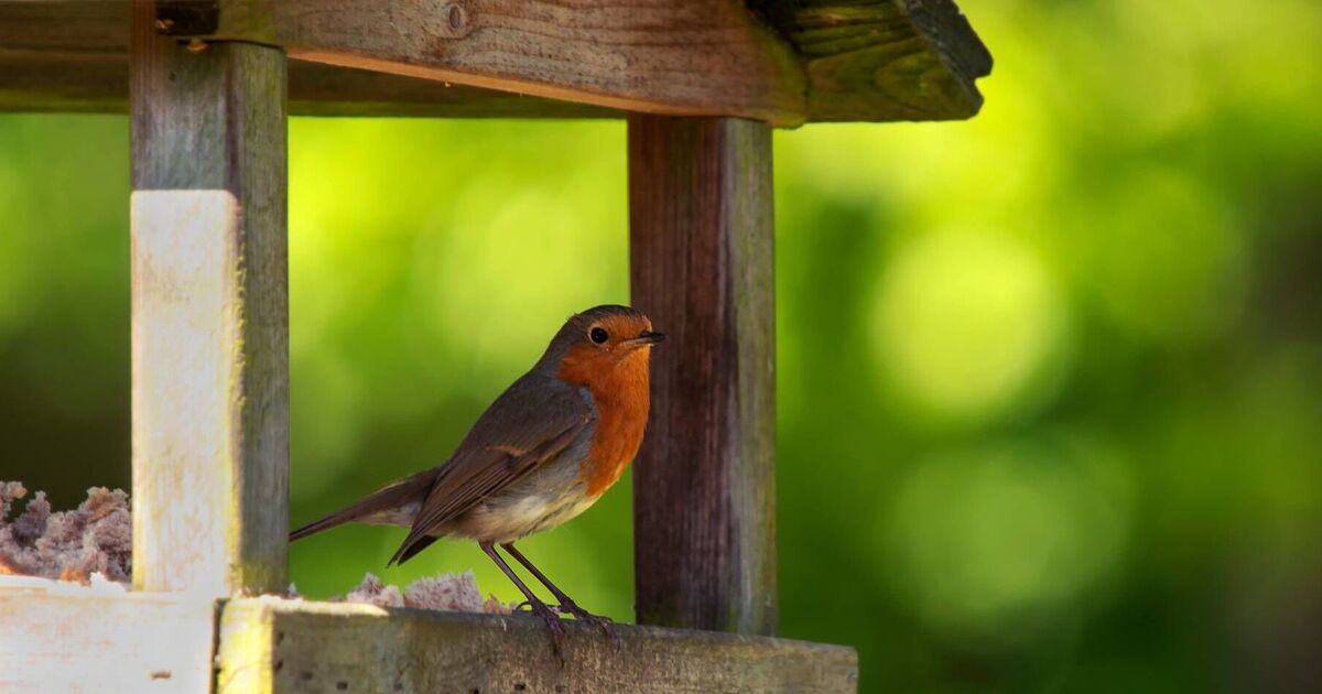 Robins will keep returning to your garden if you own one specific item