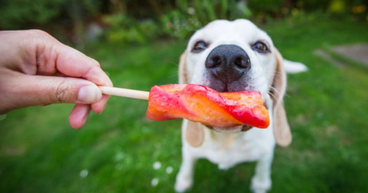 Can you give your dog ice cubes? Vets weigh in as UK hot weather soars to 30C