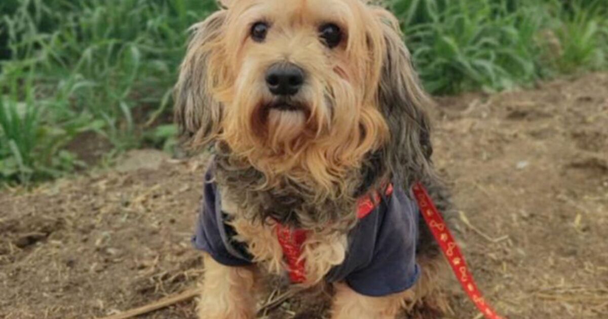 Dog who lived in tiny bird cage desperately seeking forever home