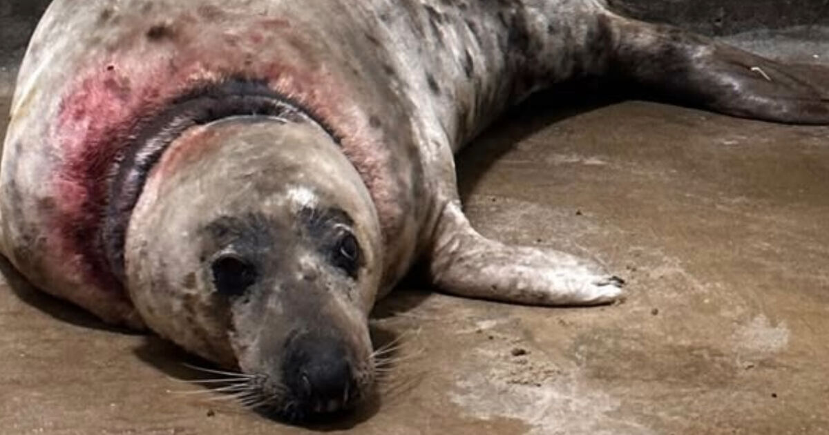RSPCA’s plea for public help after rise in seals suffering ‘horrific’ injuries