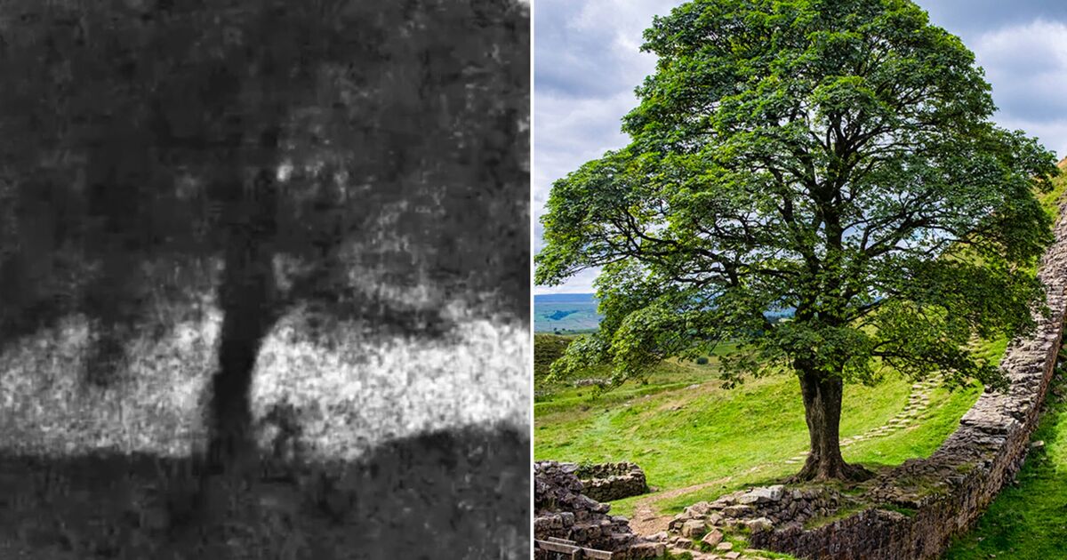 Man accused of chopping down Sycamore Gap tree claims he is being framed