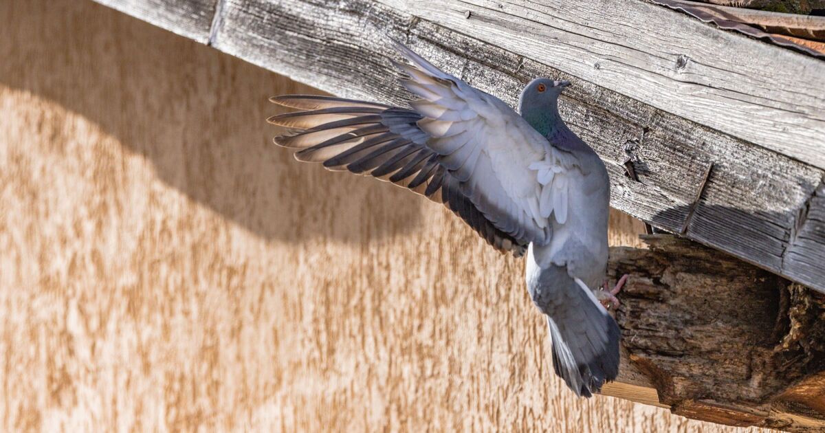 European city enlists falcons to solve its &#039;pigeon problem&#039;