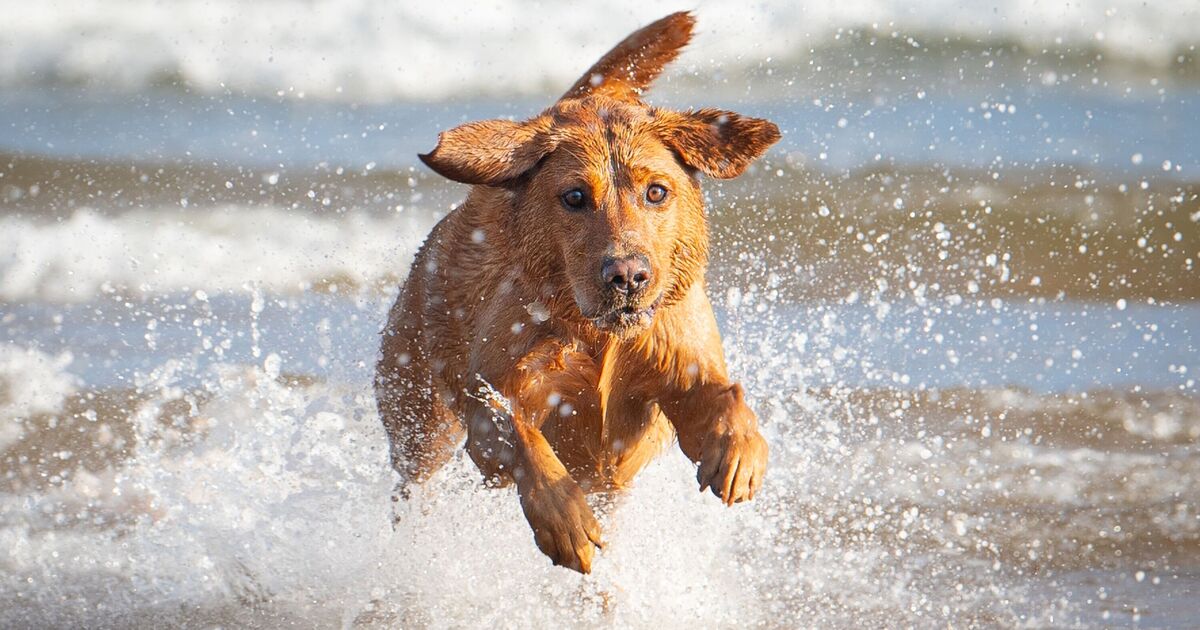 Dogs banned from hundreds of UK beaches from today
