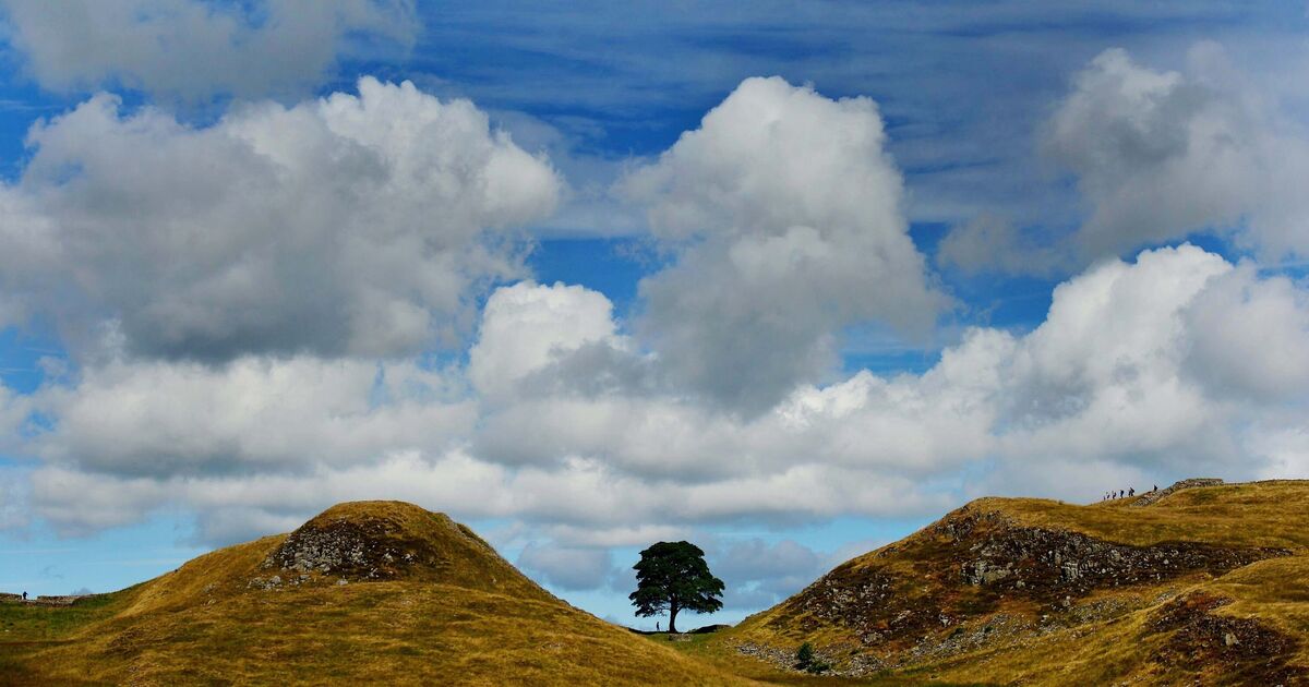 Sycamore Gap tree felling: Anonymous call to police points finger at co-accused