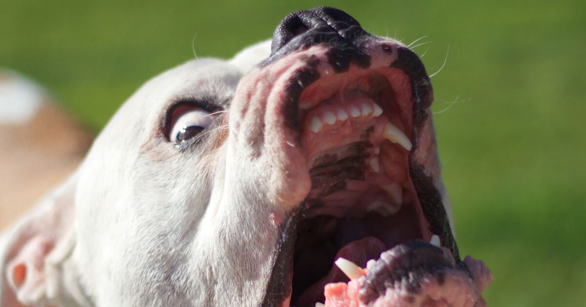 American bulldog seized by police after attacking two toddlers