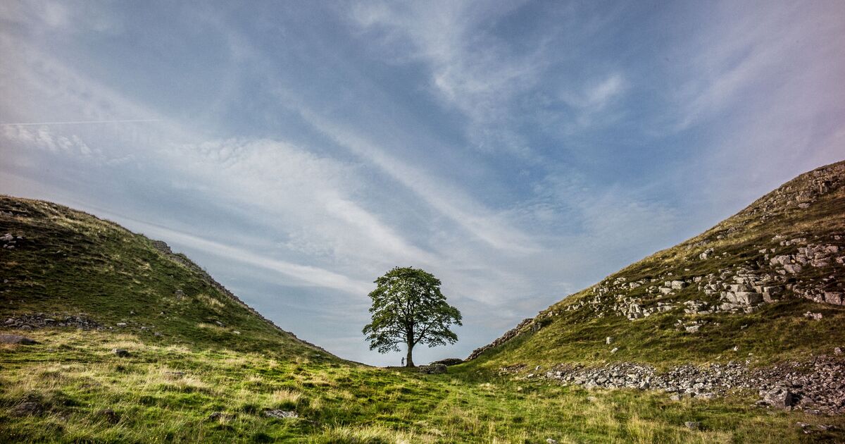 Man accused of felling Sycamore Gap claims reaction was as if "someone had been murdered"