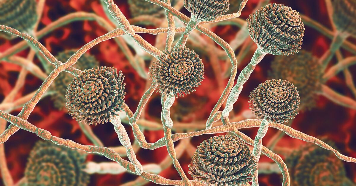 Killer &#039;Last of Us&#039; fungus to spread to UK as warning issued
