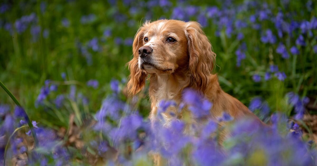 Dog owners warned not to let pets walk through bluebell fields or risk £5k fine