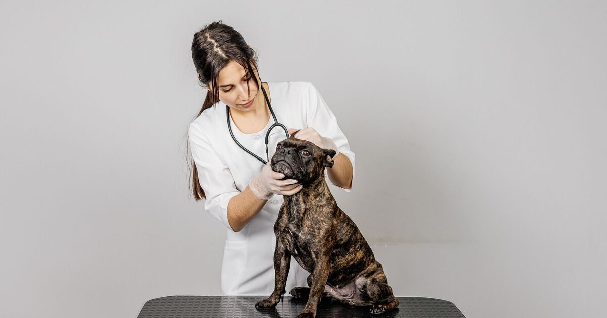 Vet warns certain dog breeds &#039;should only be allowed out for 10-15 mins&#039; in hot weather
