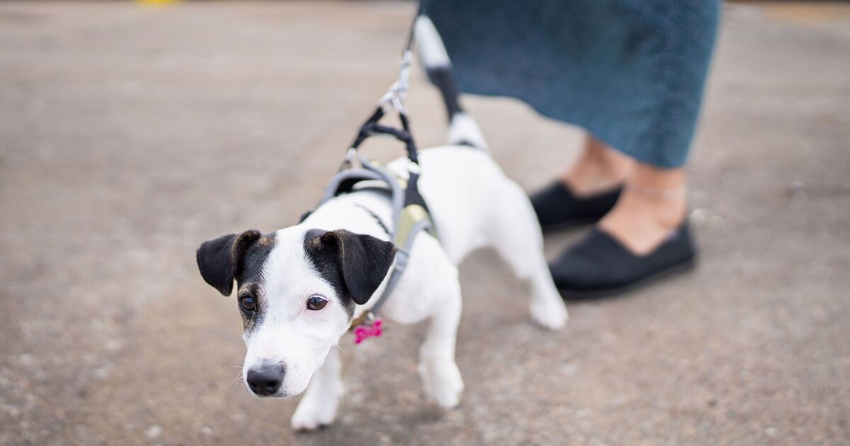 Dog owners make simple mistake that &#039;causes bad behaviour on leads&#039;