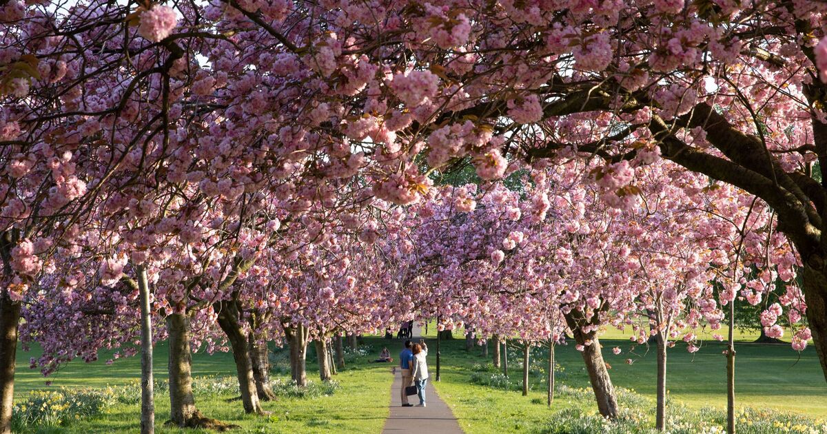 The beautiful little UK town suddenly &#039;as pretty as Japan&#039; as trees turn pink