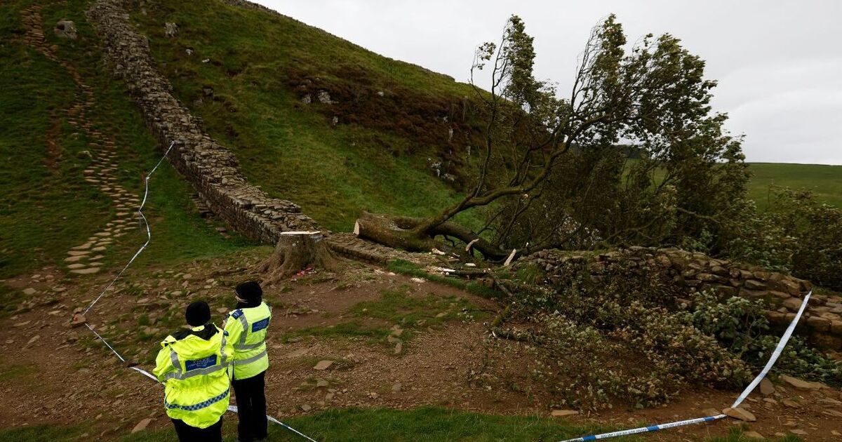 Devastating Sycamore Gap tree felling must start one vital conversation in Britain
